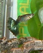 GJ's tail