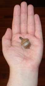 An acorn in the hand...