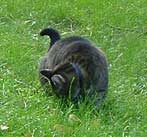 A cat in the grass!
