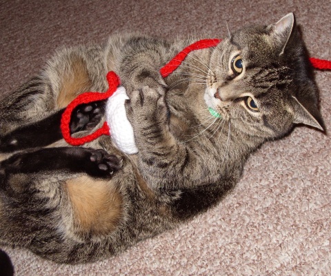 Kitty playing with crocheted eyeball