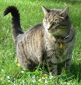 Kitty outside.