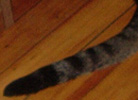 The cat again