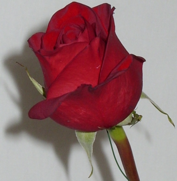Rose from Grandma's funeral
