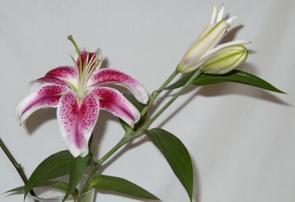 Star lily from Grandma's funeral
