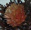 Red Bloom